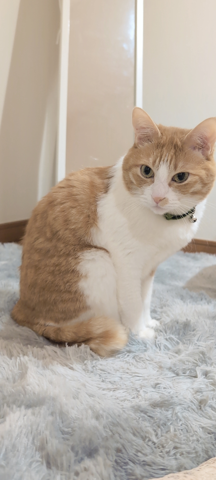 neko4.jpg