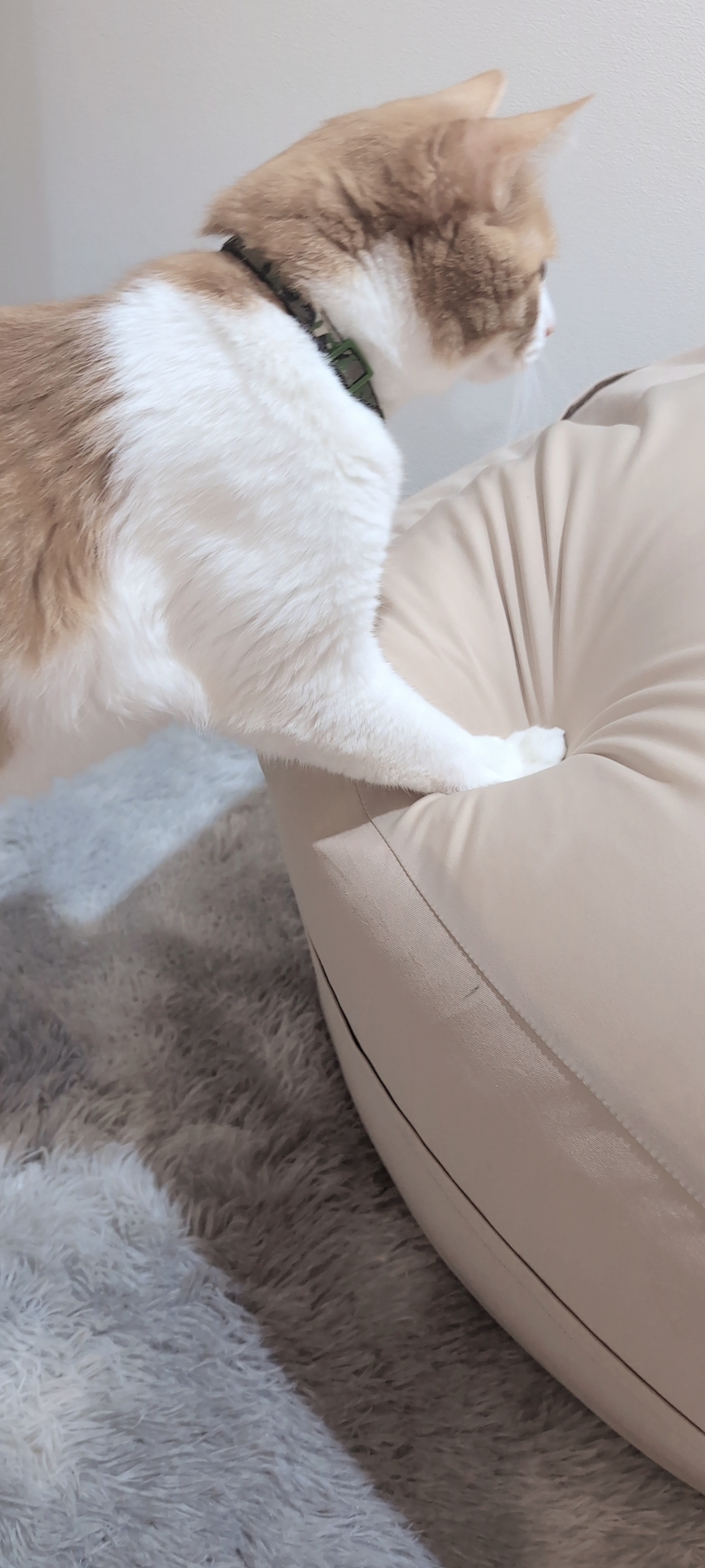 neko1.jpg