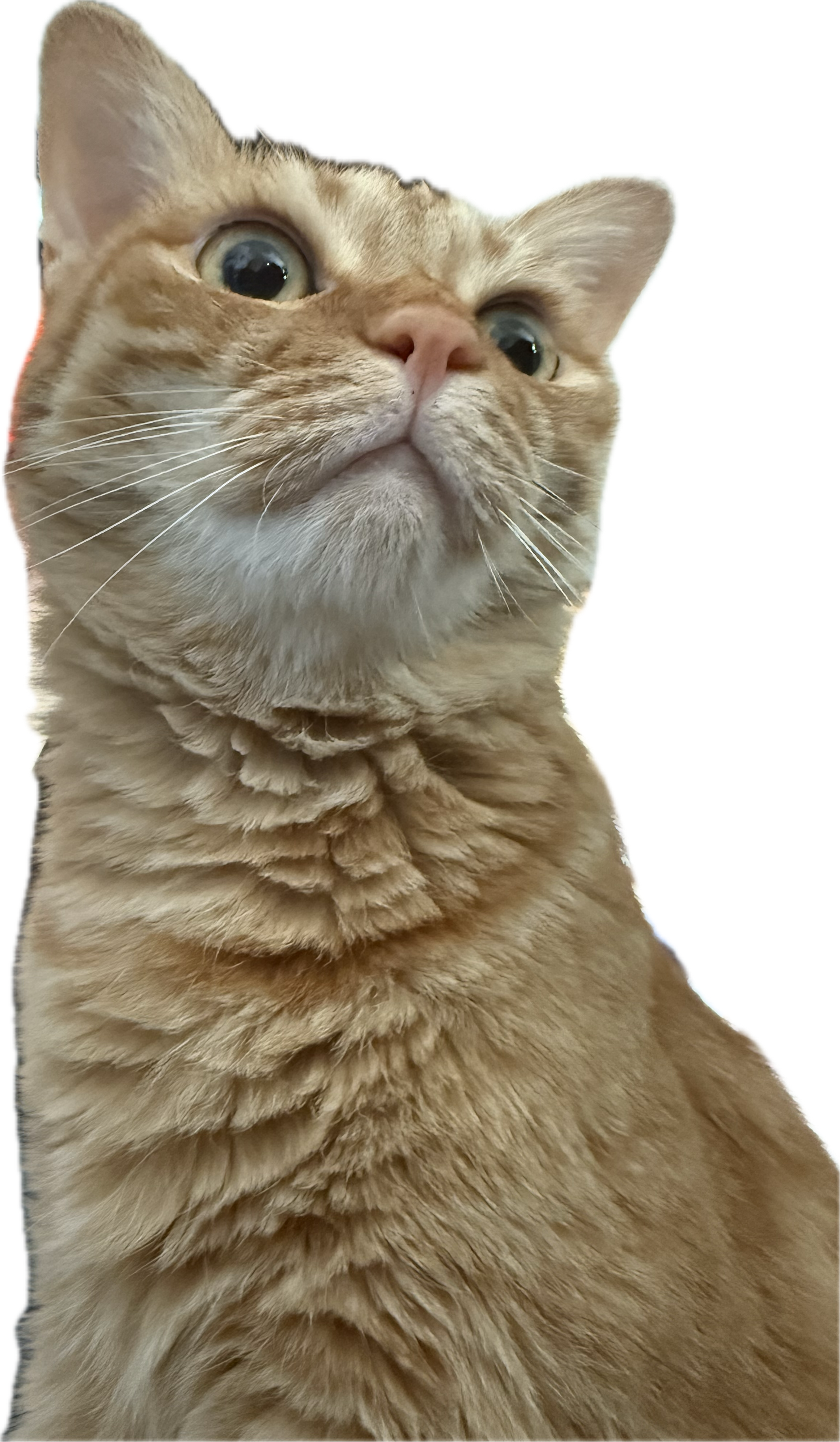 IMG_4412.PNG
