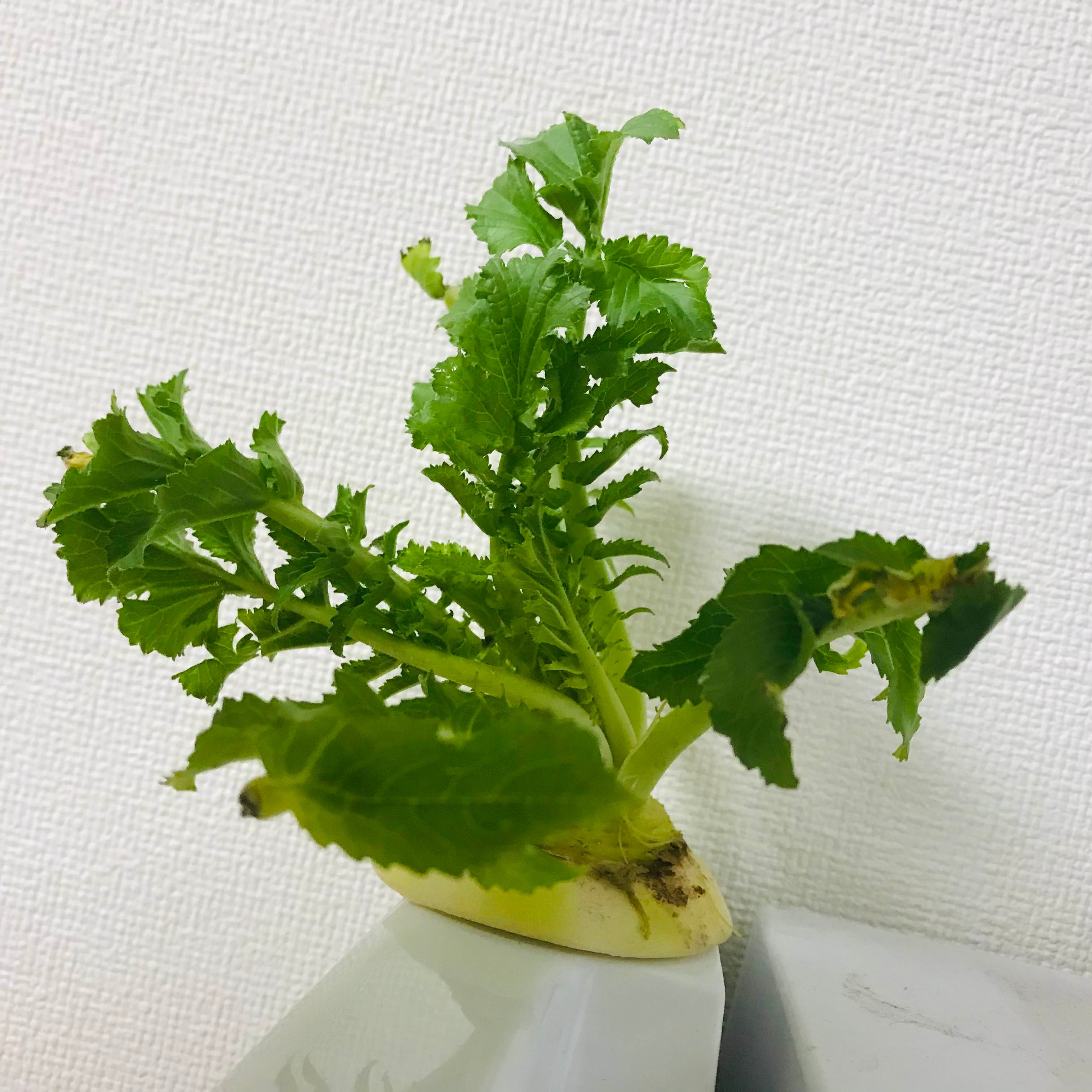 だいこん.jpg