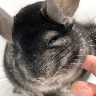 icon-account